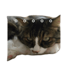 モフねこマリン（個別スタンプ：7）