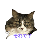 モフねこマリン（個別スタンプ：8）