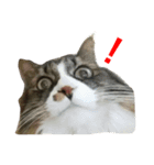 モフねこマリン（個別スタンプ：9）