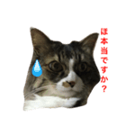 モフねこマリン（個別スタンプ：10）