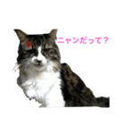 モフねこマリン（個別スタンプ：11）