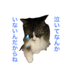 モフねこマリン（個別スタンプ：13）