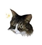 モフねこマリン（個別スタンプ：16）