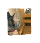 にゃんちずほーむ（個別スタンプ：7）