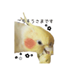 ゆるかわオカメインコの日常（個別スタンプ：1）