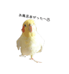 ゆるかわオカメインコの日常（個別スタンプ：2）