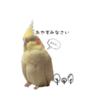 ゆるかわオカメインコの日常（個別スタンプ：3）