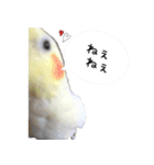 ゆるかわオカメインコの日常（個別スタンプ：4）