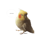 ゆるかわオカメインコの日常（個別スタンプ：6）