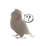 ゆるかわオカメインコの日常（個別スタンプ：7）