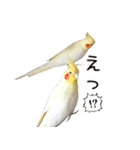ゆるかわオカメインコの日常（個別スタンプ：8）