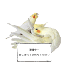 ゆるかわオカメインコの日常（個別スタンプ：14）