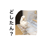 インコの挨拶スタンプ（個別スタンプ：1）