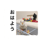 インコの挨拶スタンプ（個別スタンプ：2）