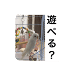 インコの挨拶スタンプ（個別スタンプ：4）