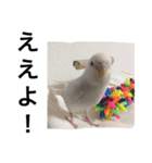 インコの挨拶スタンプ（個別スタンプ：8）