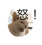 ブラン猫スタンプ③（個別スタンプ：2）