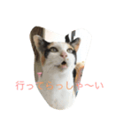 ブラン猫スタンプ③（個別スタンプ：3）