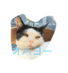 ブラン猫スタンプ③（個別スタンプ：4）