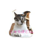 ブラン猫スタンプ③（個別スタンプ：5）