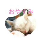 ブラン猫スタンプ③（個別スタンプ：6）