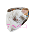 ブラン猫スタンプ③（個別スタンプ：8）