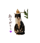 猫のはくくん（個別スタンプ：2）