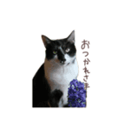 猫のはくくん（個別スタンプ：5）