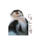 猫のはくくん（個別スタンプ：7）