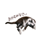 猫のはくくん（個別スタンプ：8）