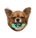 モン（個別スタンプ：1）