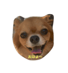 モン（個別スタンプ：3）