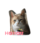 ローマ字 にゃんこ（個別スタンプ：1）