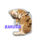 ローマ字 にゃんこ（個別スタンプ：3）