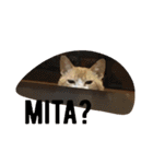 ローマ字 にゃんこ（個別スタンプ：9）