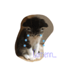 ローマ字 にゃんこ（個別スタンプ：11）
