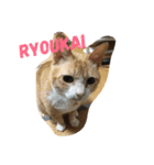 ローマ字 にゃんこ（個別スタンプ：13）