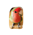うちのぴーちゃん（個別スタンプ：6）