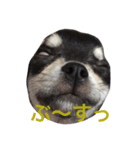 ももだけど？！（個別スタンプ：11）