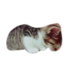 ダイナ（個別スタンプ：3）