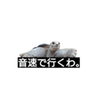 追加の動物ちゃん（個別スタンプ：2）