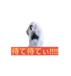 追加の動物ちゃん（個別スタンプ：3）