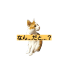 追加の動物ちゃん（個別スタンプ：6）