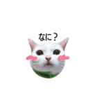 CC(17.134)（個別スタンプ：1）