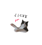 CC(17.134)（個別スタンプ：4）
