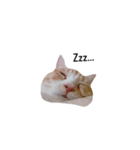 CC(17.134)（個別スタンプ：8）