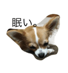 しらすと申します。（個別スタンプ：3）