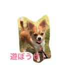 しらすと申します。（個別スタンプ：4）