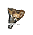 しらすと申します。（個別スタンプ：5）
