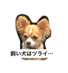 しらすと申します。（個別スタンプ：6）